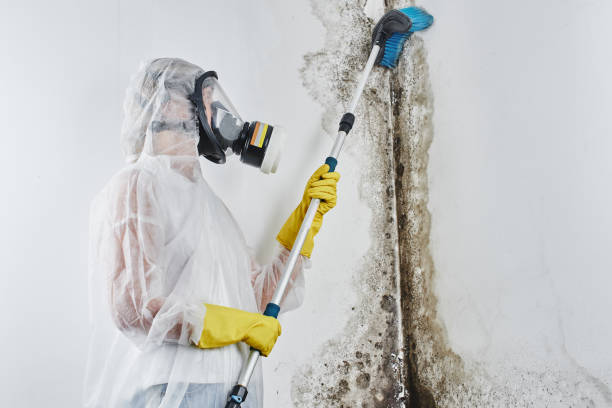 Best Mold Removal for HVAC Installations  in Parkland, FL